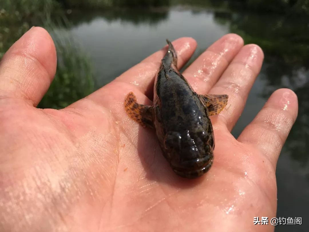 野钓用什么鱼饵避开小杂鱼,野钓小杂鱼闹窝太严重用什么饵料