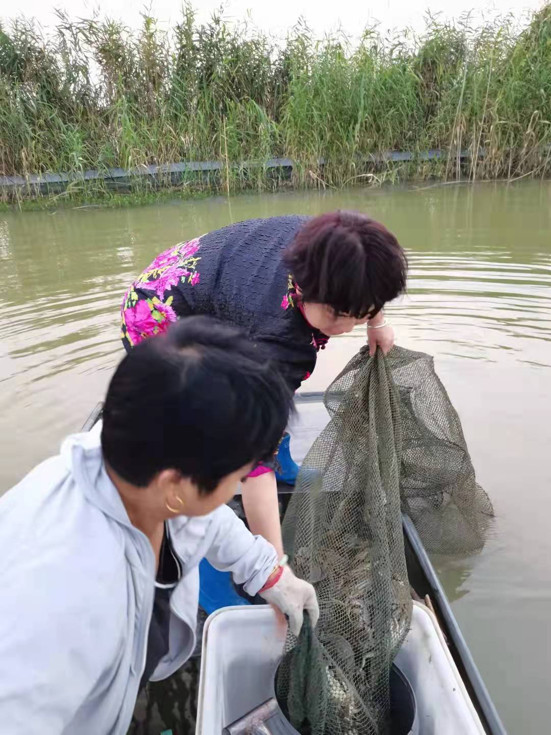 洪泽湖大闸蟹交易市场,洪泽湖大闸蟹批发价格最新行情