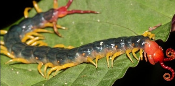 亚马逊丛林有多厉害,亚马逊丛林什么样