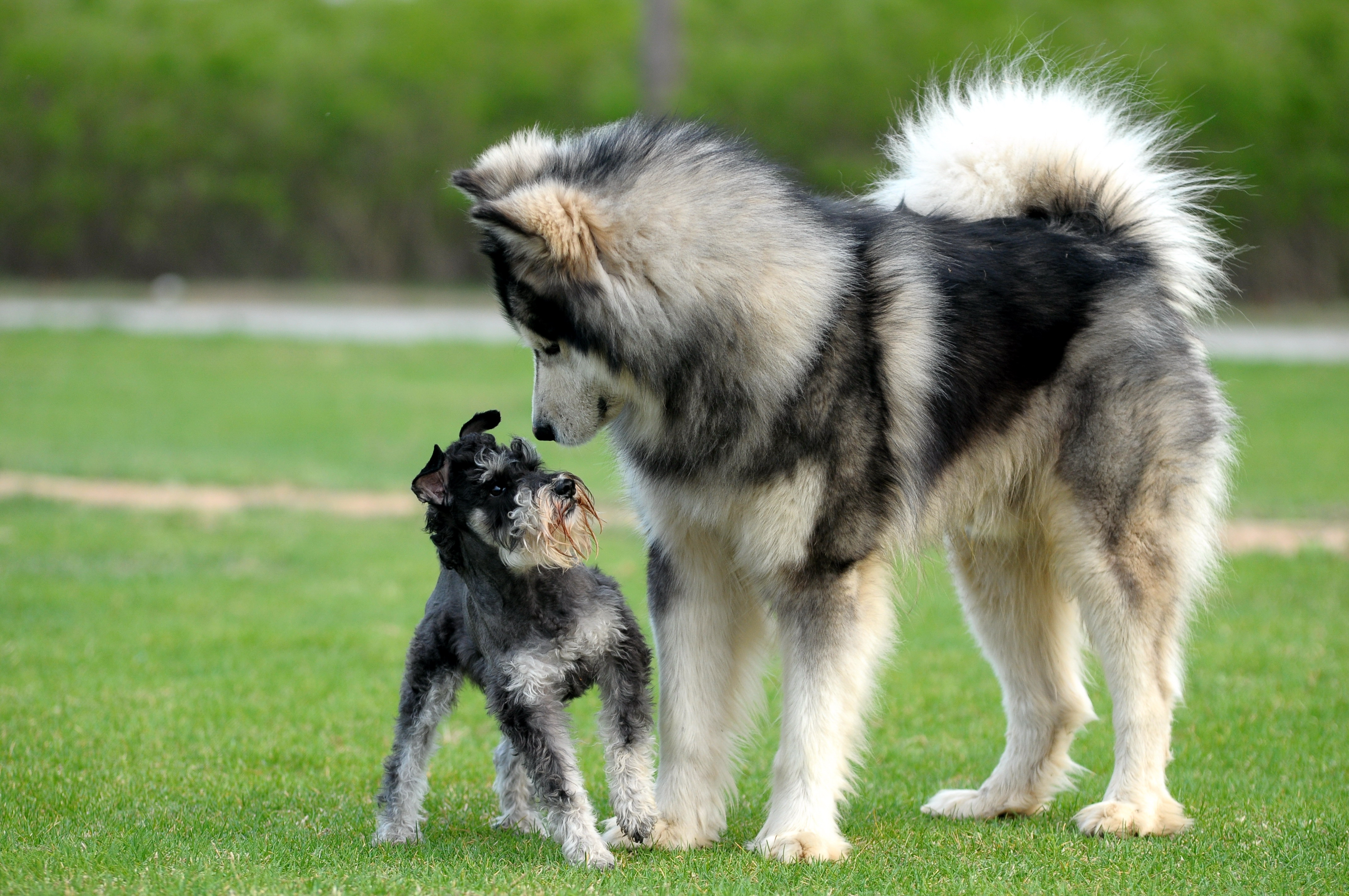 二哈和阿拉斯加哪个好养,怎么区别二哈和阿拉斯加