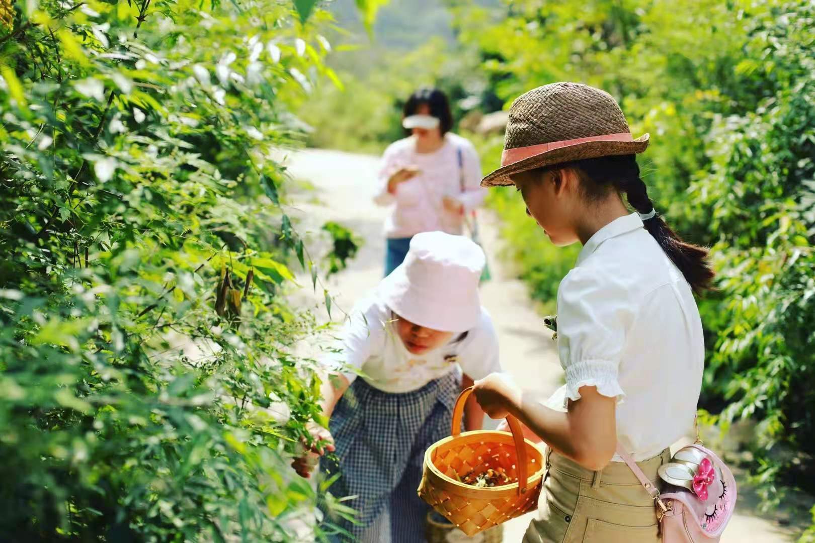 薄荷叶干做菜的用法,薄荷叶正确食用方式您学到了吗