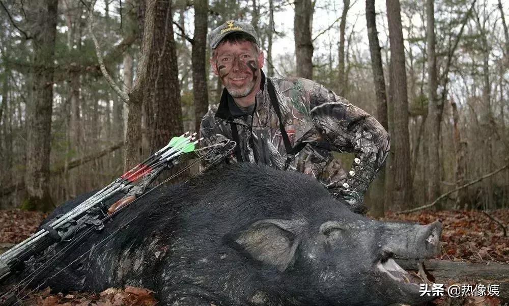 打猎高手被打脸：误把家猪当成野猪打！夏季热像仪狩猎指南