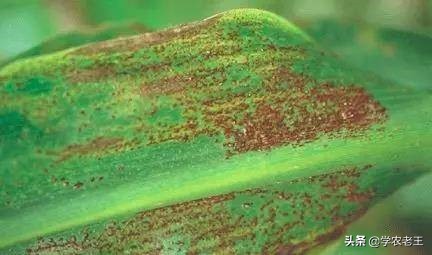 锈病的防治方法,锈病频发怎么办