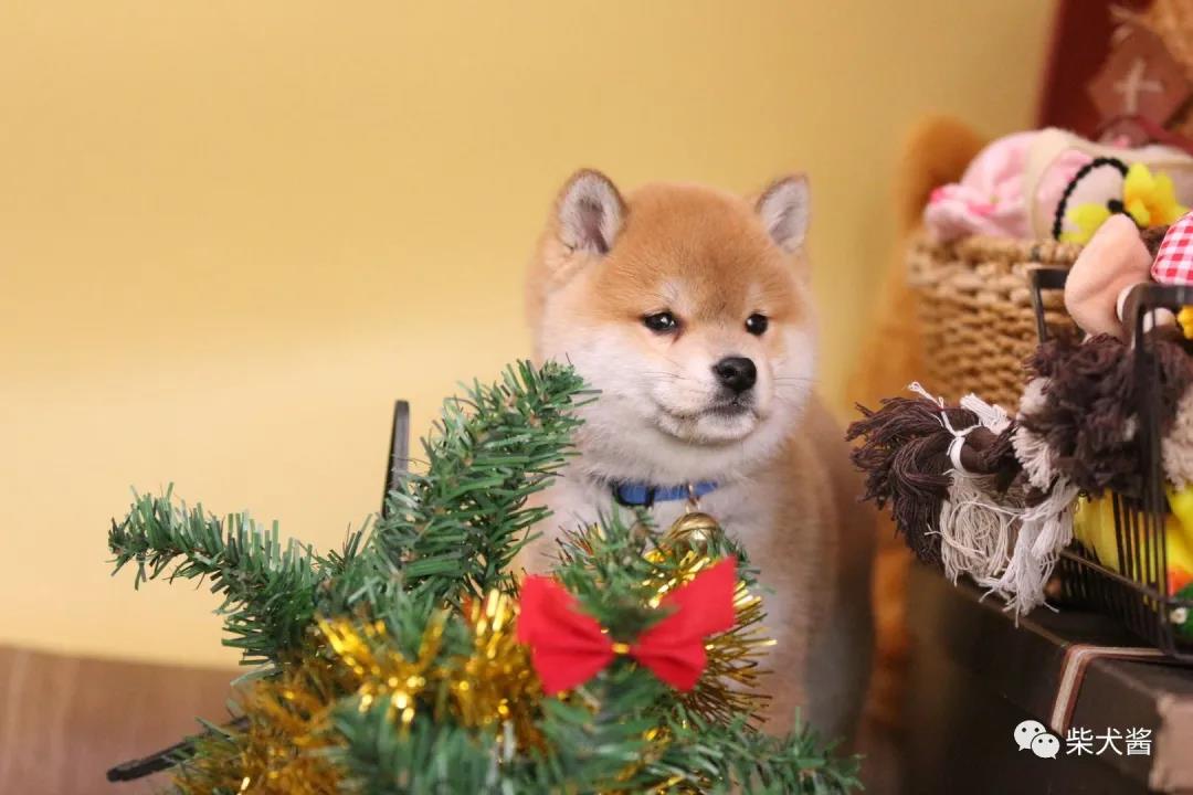 宠物店买的狗不是纯种怎么办,宠物店买的猫养不熟