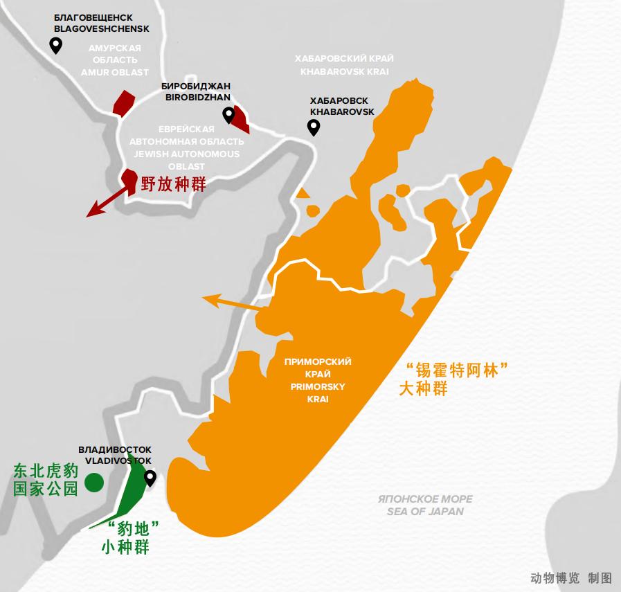 虎林园有1300只圈养虎，为什么还不野放？放了可能就是食人虎