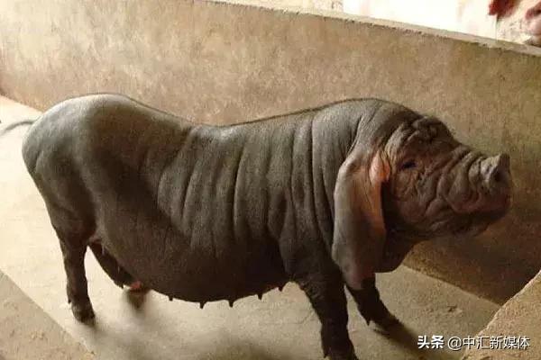 名猪大集合,看看你认识几个?