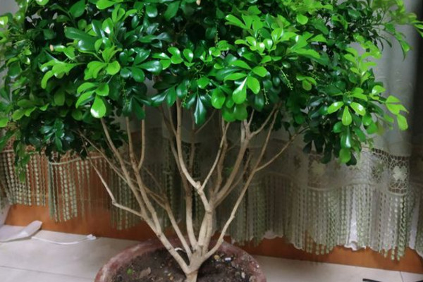 米兰花怎么养才能茂盛,米兰花怎样养才能开得更茂盛