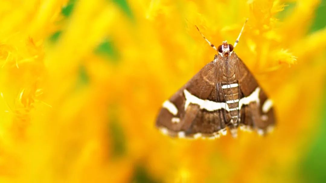 传说中的蛊虫真的有吗,传说中的扑棱蛾子