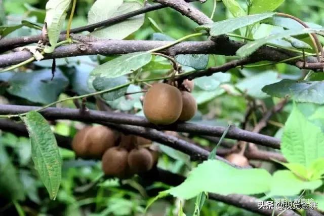 六安山上的野生猕猴桃,野生猕猴桃大山里大自然的馈赠
