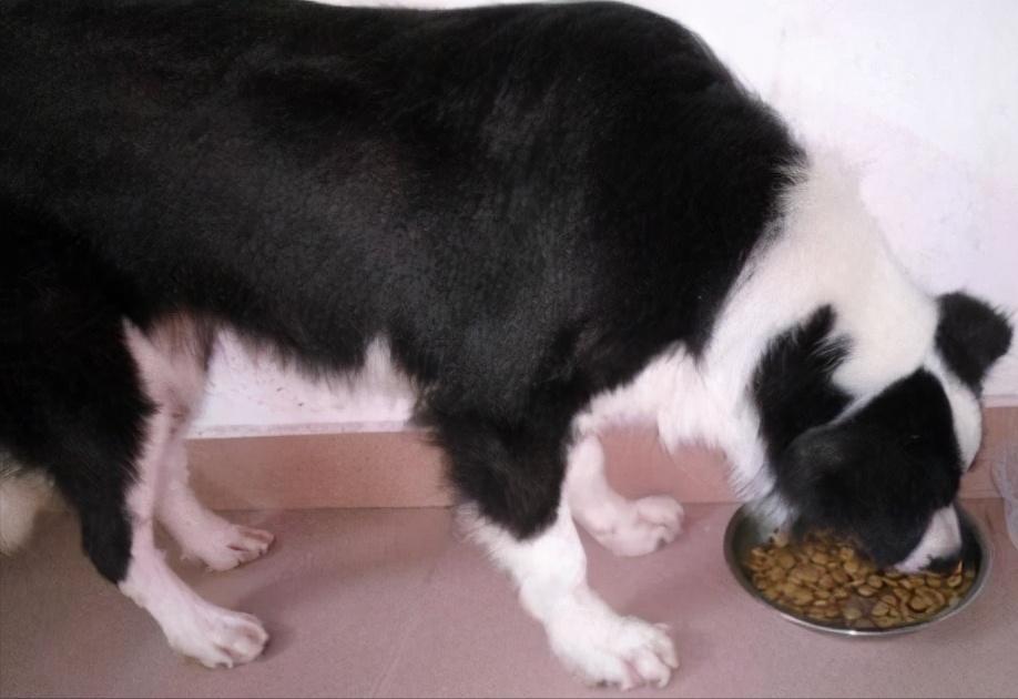 养一个边牧一年大概需要多少费用,养边牧一年费用多少钱