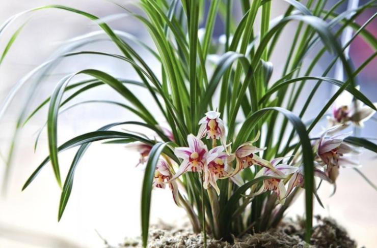 扦插最好成活的十种植物,扦插繁殖的植物有哪些