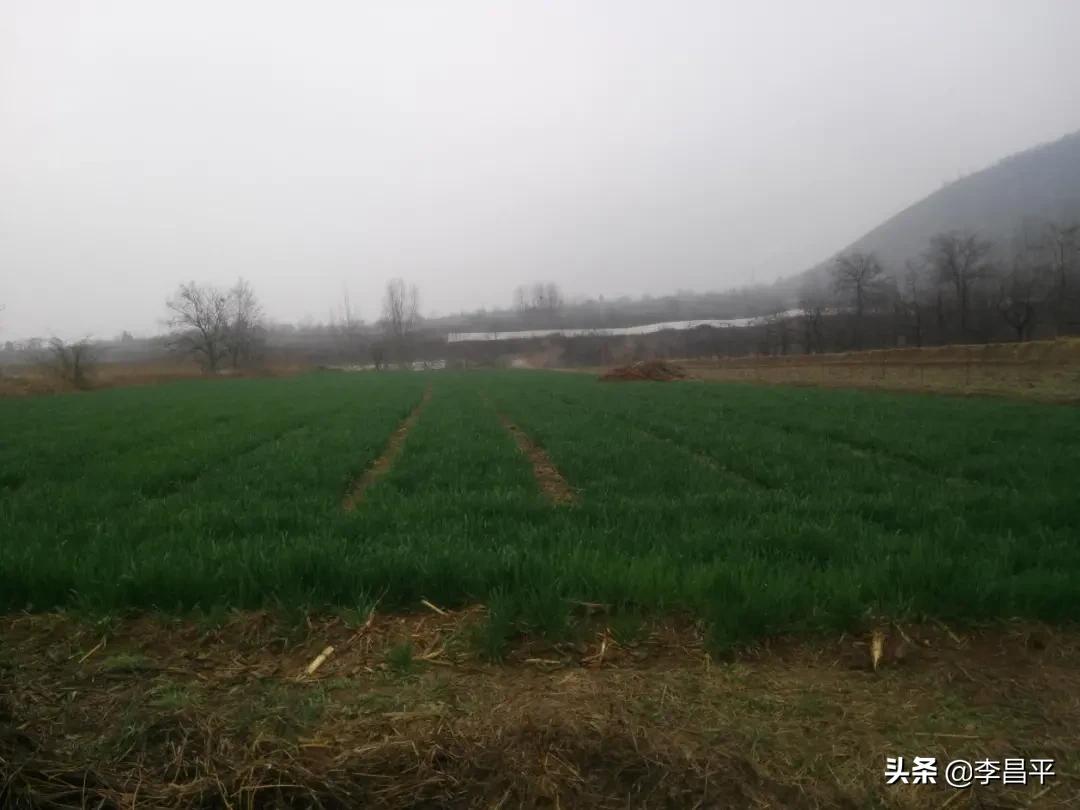 罗家村股份经济合作社,灵宝市罗家河果品专业合作社