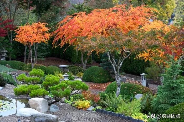 中式庭院藤类植物,枫树和紫藤