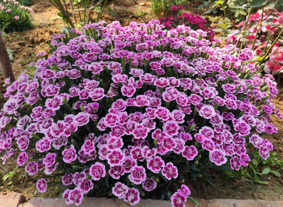 3种花最适合养庭院,适合北方庭院的耐寒常绿草坪