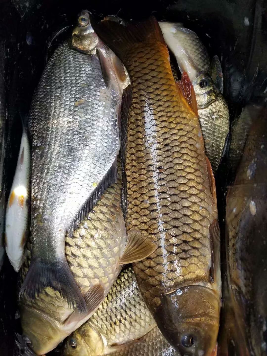 窝米正确打窝方法图解,打窝子的正确方法和技巧