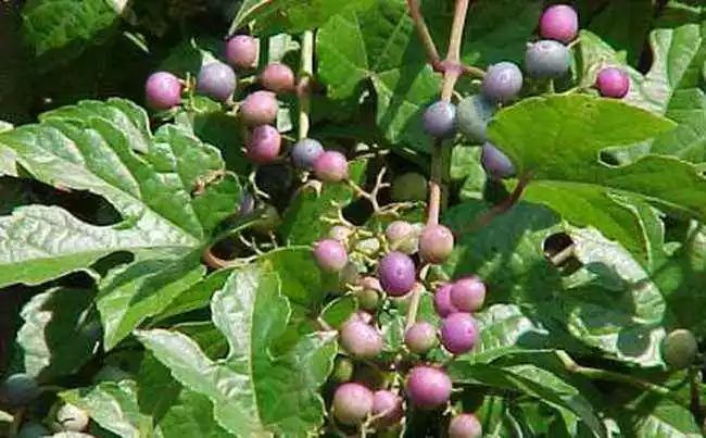 美白祛皱祛斑中药有哪些,常用美白祛斑的中成药