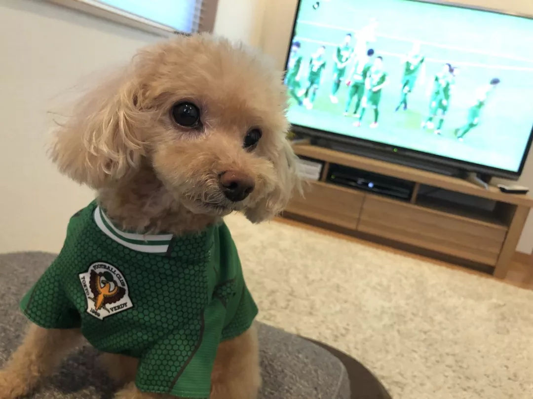 女星松尾薰,松尾薰个人资料