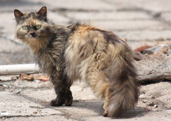 怎么预防流浪猫带来的病毒,怎么知道流浪猫有没有携带病毒