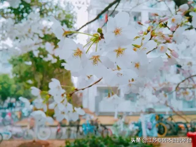 江苏专转本院校介绍「南京师范大学中北学院」