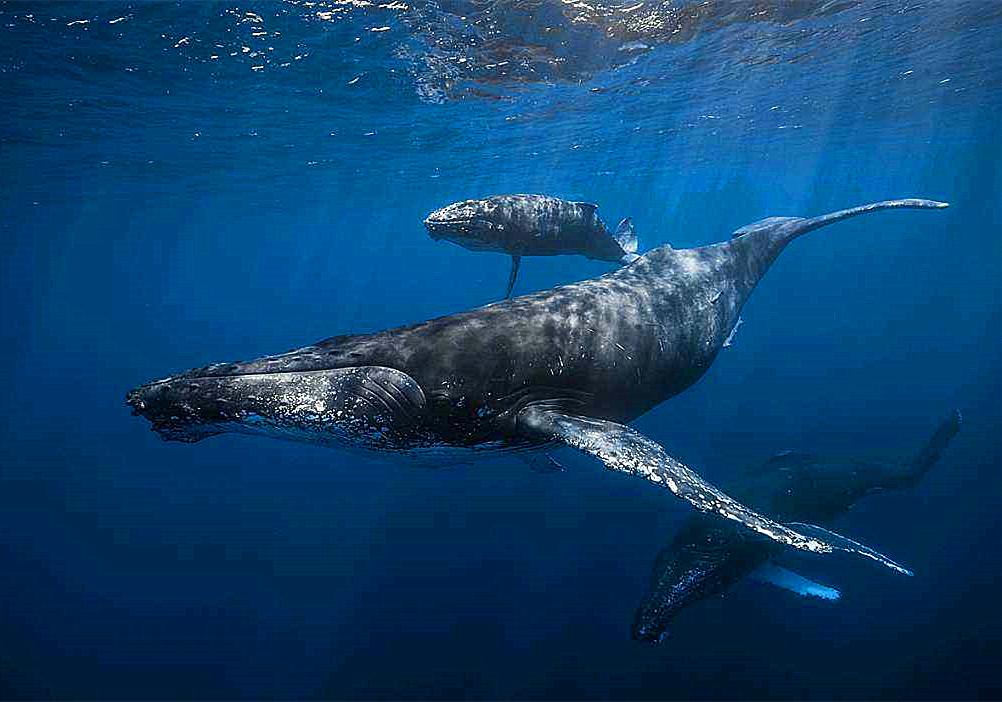 鲸鱼养育幼崽的方式是什么,鲸鱼如何哺育自己的孩子