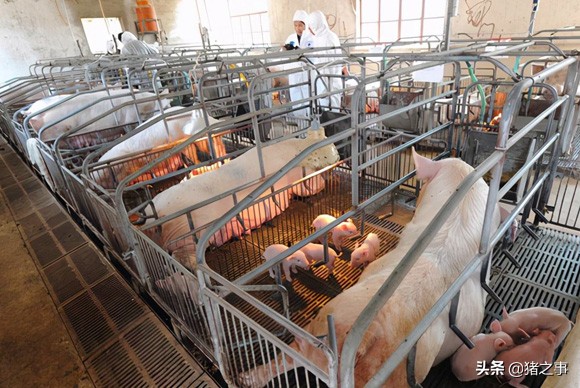 小猪身上莫名其妙的破皮,小猪崽身上爆皮怎么回事