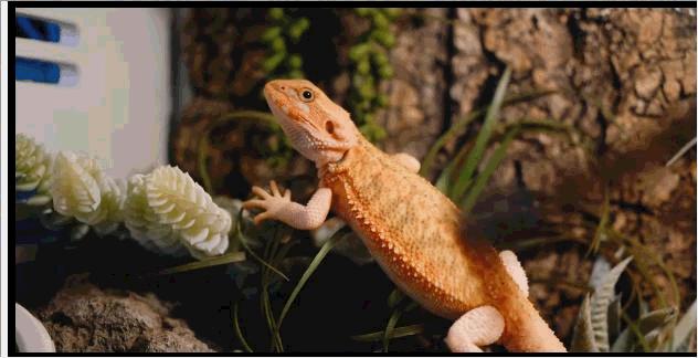 鬃狮蜥饲养超级指南成长记录,养一只鬃狮蜥需要准备什么