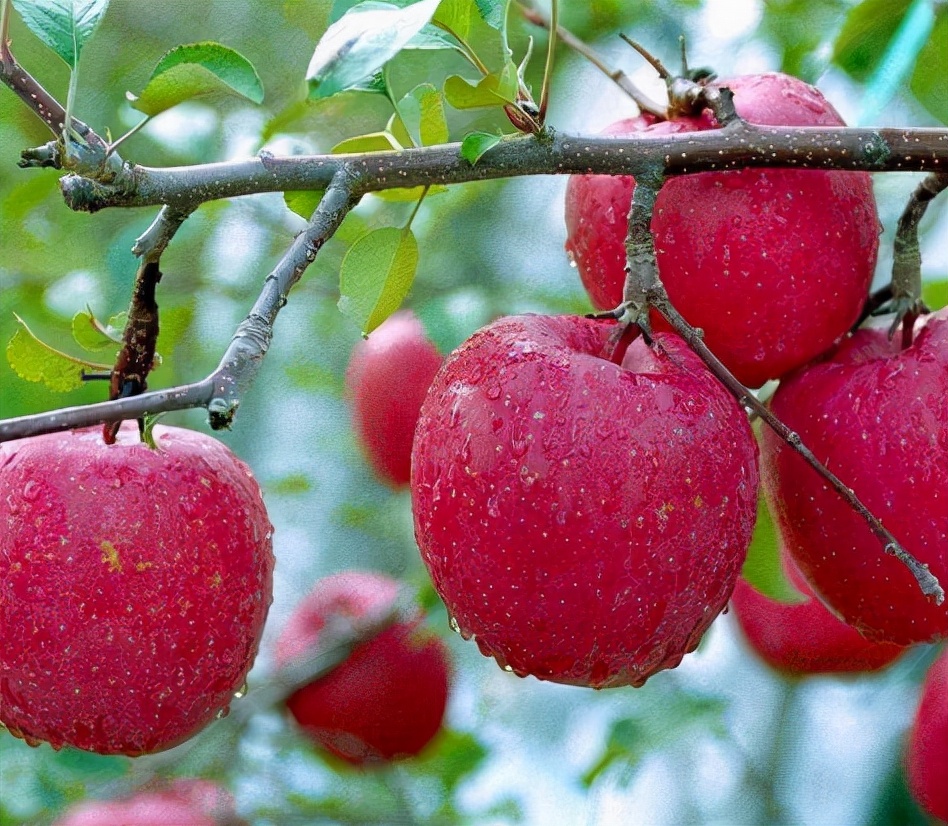 国外盆栽罗汉松,目前最火的盆景树