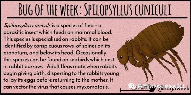 杀死一只兔子的预兆,杀死兔子的方法