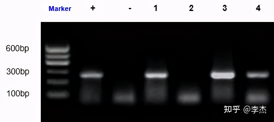 细胞被支原体污染怎么处理,细胞培养如何应对支原体污染