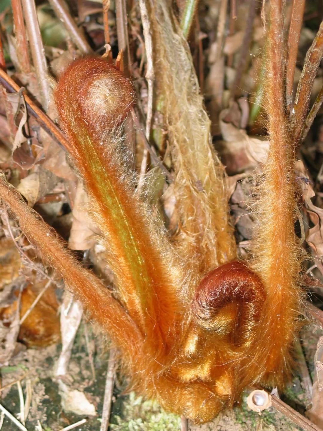 石松类植物与蕨类植物的特征,中国石松目植物的分类系统