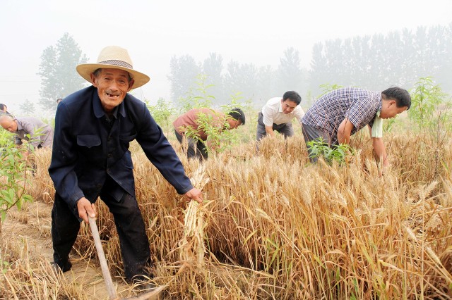 水城文学：刘建东散文｜农事记忆｜江苏江阴
