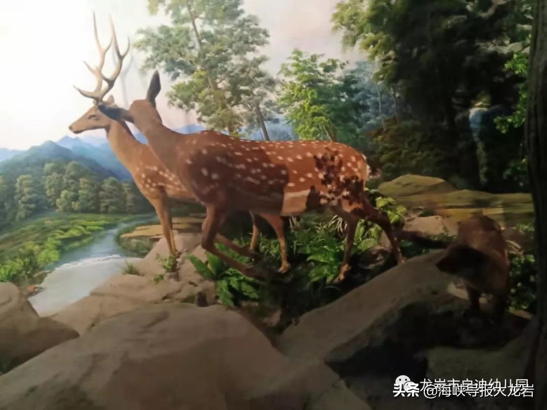 幼儿园带孩子们走进博物馆,长汀县启迪幼儿园