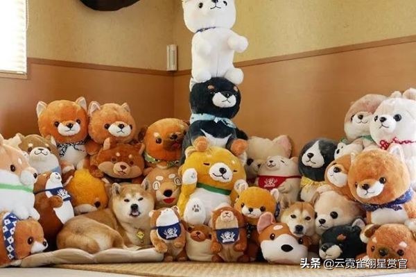 日本一博主给自家的两只柴犬买了几十只玩偶每天上演真实版找不同