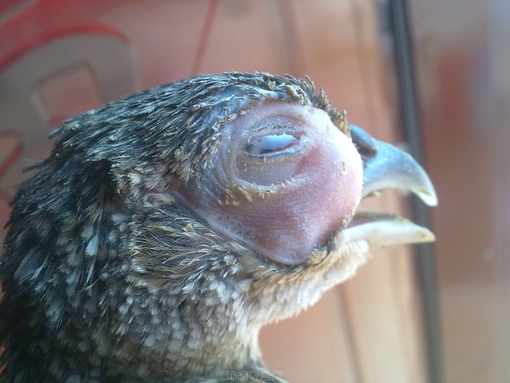 鸡肿头肿脸流鼻涕是什么病,鸡子眼肿了用什么药治