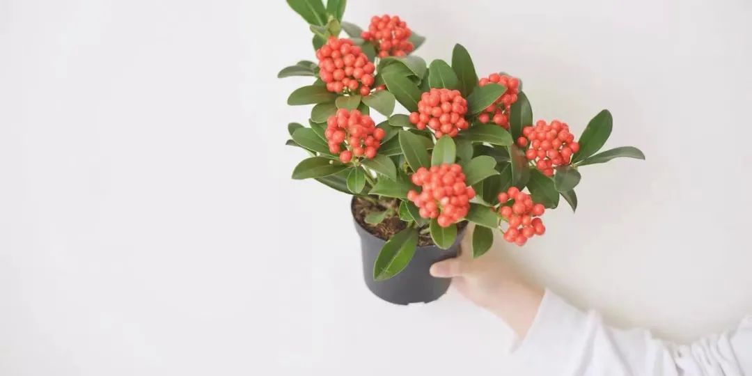 家里可以养红玉珠吗,家里养郁金香花好吗