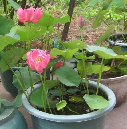 大门口养荷花碗莲用圆盆还是方盆,养护碗莲的盆怎么选