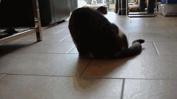 猫咪喜欢来回跑酷,猫咪喜欢咬人和跑酷怎么办