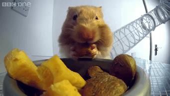 仓鼠为什么把食物都塞到嘴里面去,仓鼠为什么要往嘴巴里塞食物呢