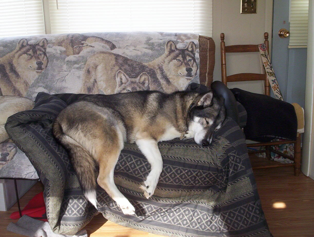 狗狗老茧,狗狗脚掌有硬茧需要处理吗
