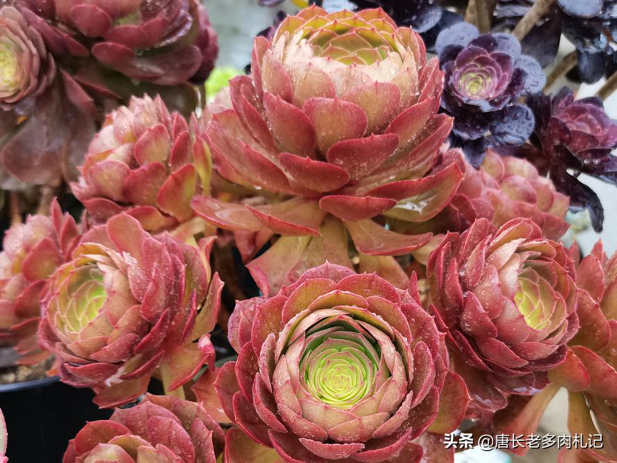 多肉法师掉下来的分枝,多肉法师剩下一个杆怎么办