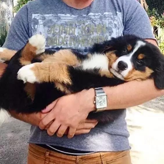 狗狗老是狂奔转圈圈,狗狗急速奔跑后站不稳