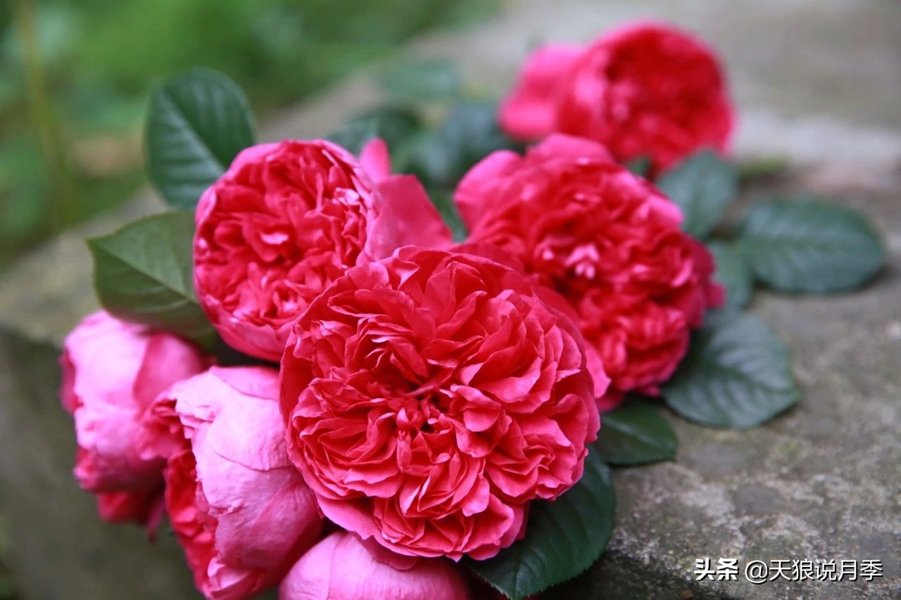 唤作「蔻丹」的月季，应该有怎样的风情？