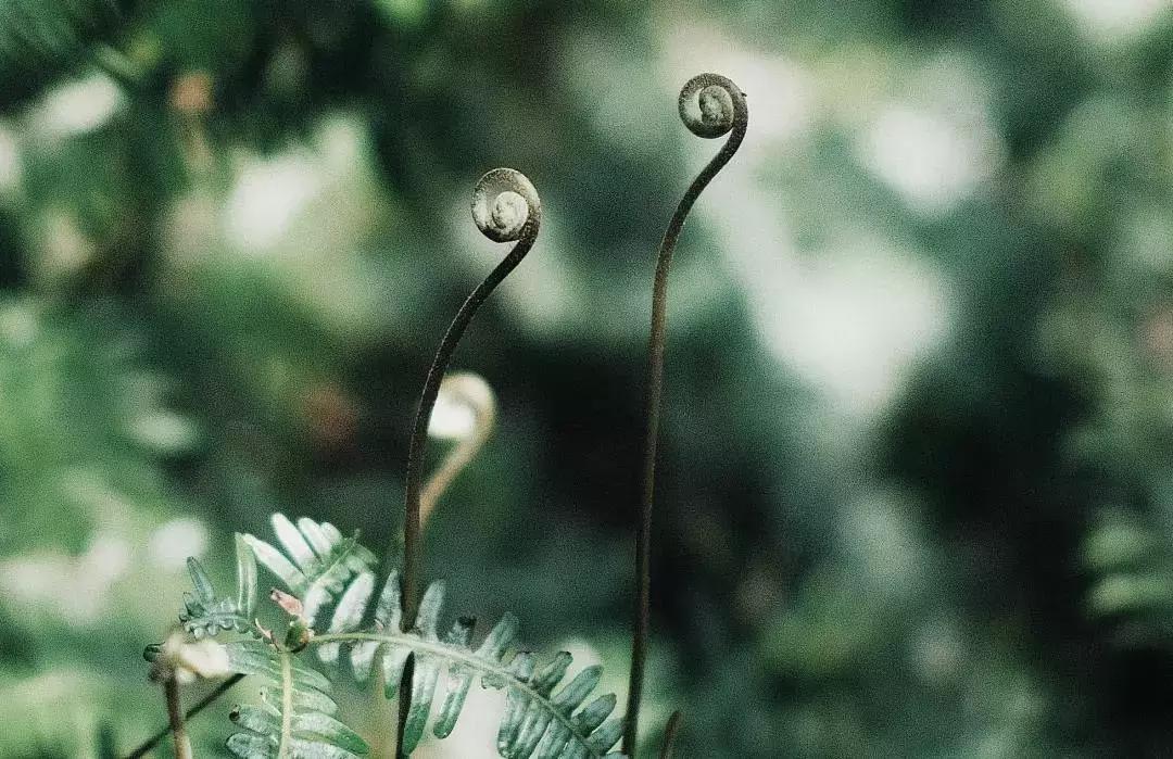 中医刘炳凡,中医刘炳凡治什么病