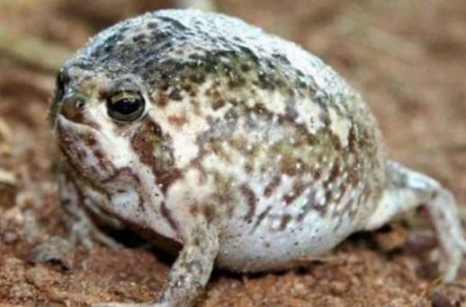 馒头蛙蝌蚪,馒头蛙蝌蚪形态