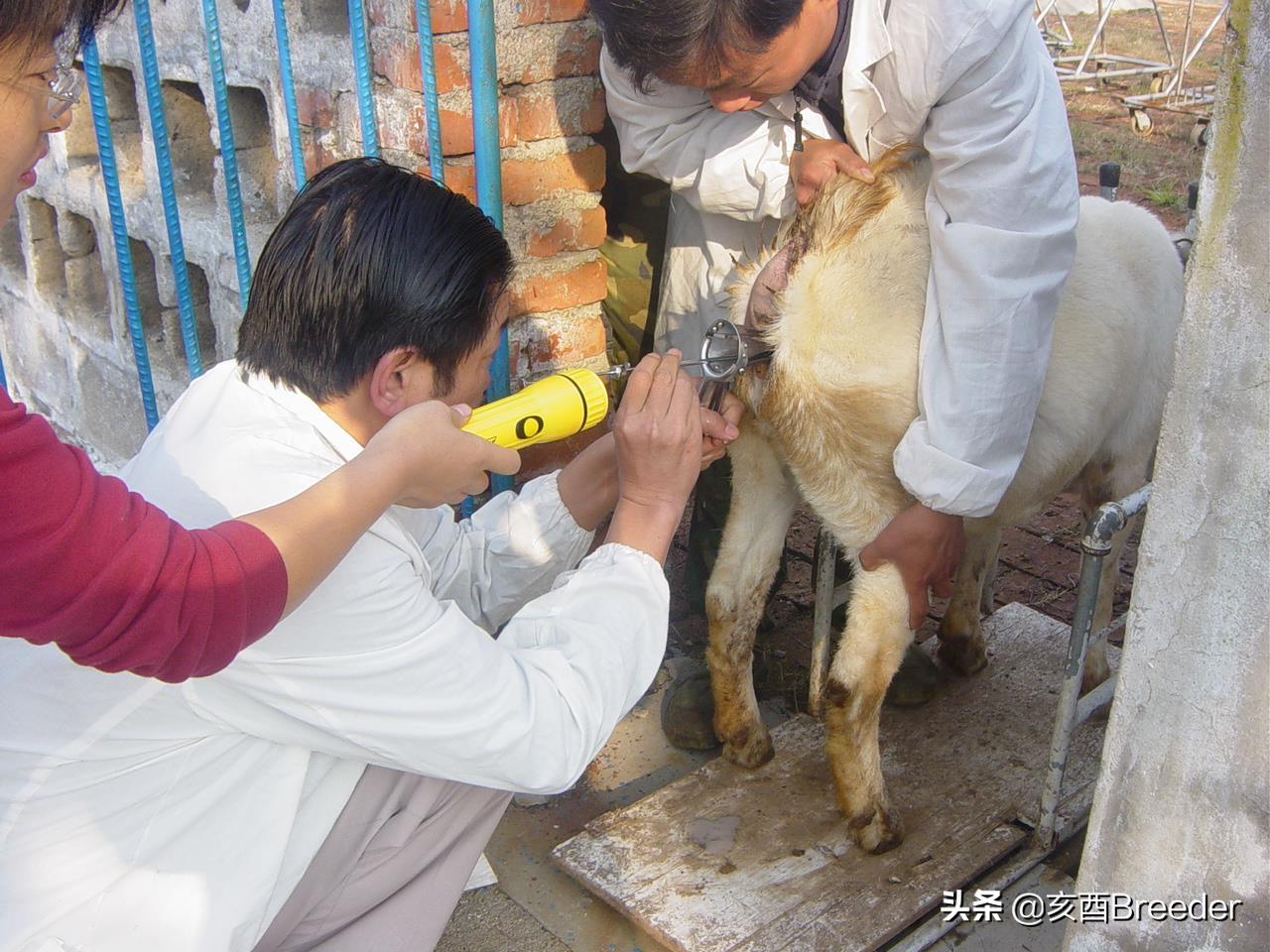 羊的人工授精技术规程,羊的人工授精技术流程