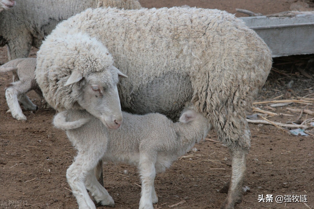 母羊流产的症状及表现,怀孕母羊流产征兆怎么处理