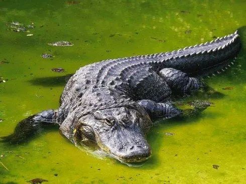 空即是色色即是空解释一下,色即是空空即是色解释一下