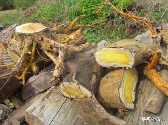 农村常见当柴烧的树,农村有几种树不能当柴烧