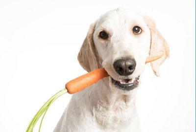 狗狗便秘怎么办还一直趴着没力气,狗狗便秘痛苦大叫