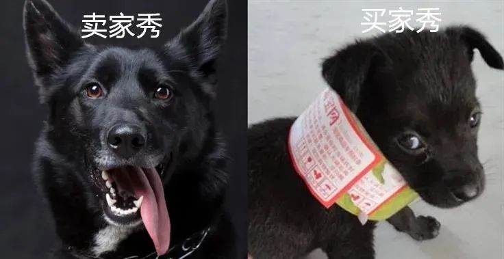 买狗不能说的话你踩坑了吗,为什么狗市买的狗说活不过三个月